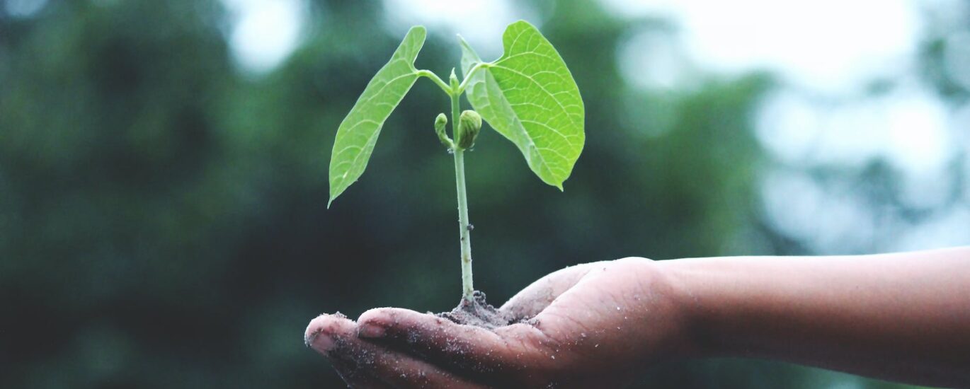 person holding a green plant
